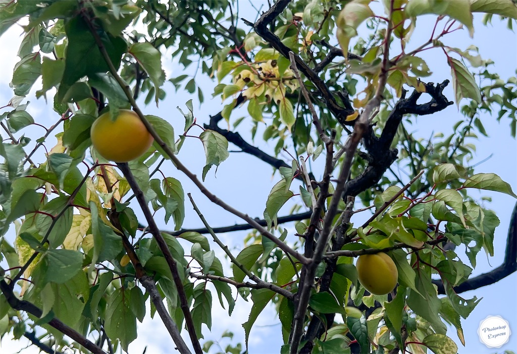 f:id:illust_and_meda0301:20220607175513j:image