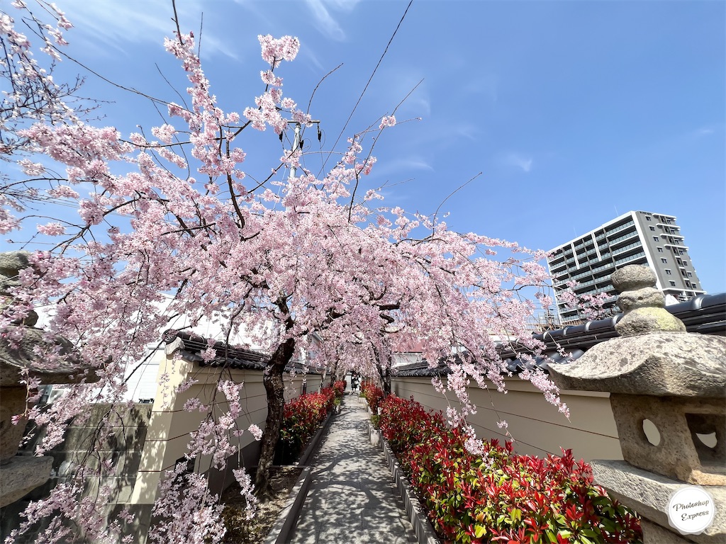 f:id:illust_and_meda0301:20230331143443j:image