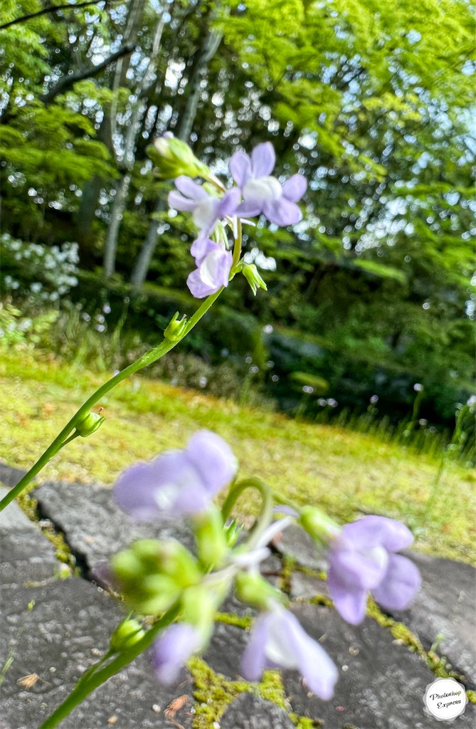 f:id:illust_and_meda0301:20240427085323j:image