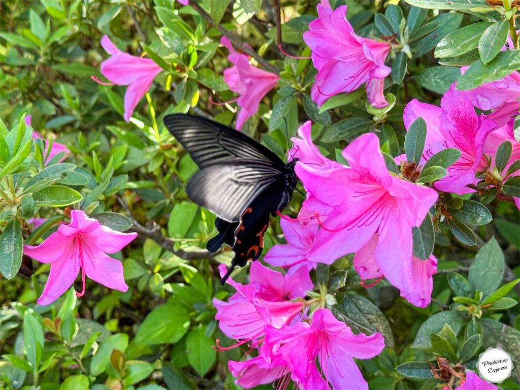 f:id:illust_and_meda0301:20240427085706j:image