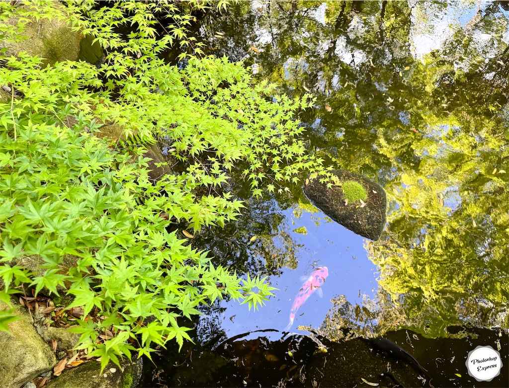 f:id:illust_and_meda0301:20240427085716j:image