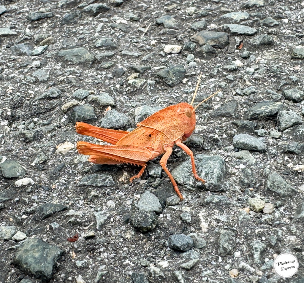 赤と黒 - LIFE is medaka