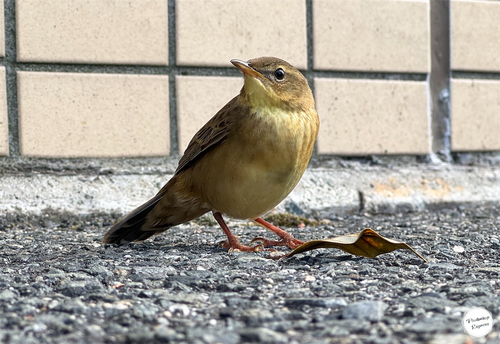 f:id:illust_and_meda0301:20240921072326j:image