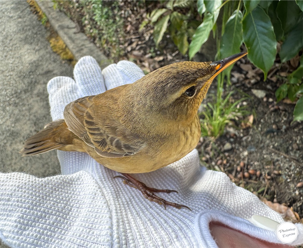 f:id:illust_and_meda0301:20240921072349j:image