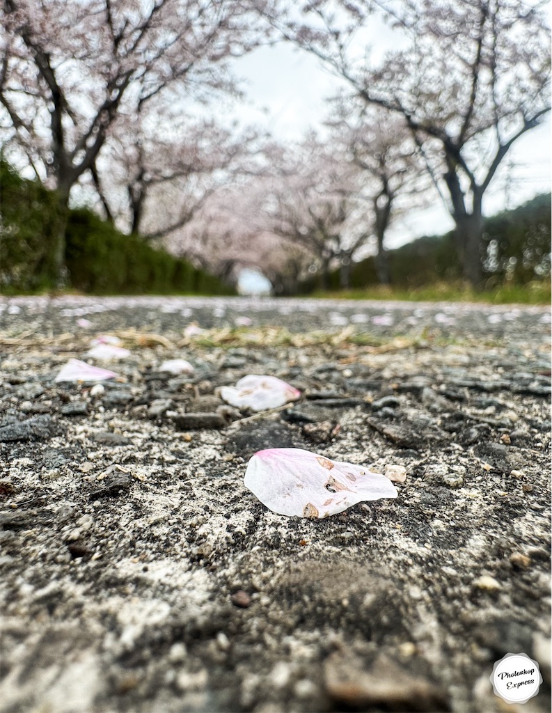 f:id:illust_and_meda0301:20250413163317j:image