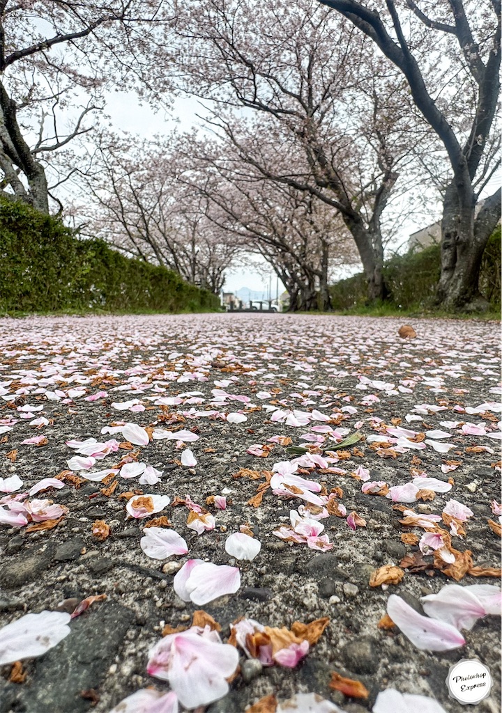 f:id:illust_and_meda0301:20250413163454j:image