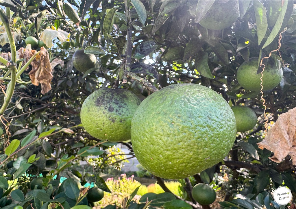 f:id:illust_and_meda0301:20251024204327j:image f:id:illust_and_meda0301:20251024204327j:image