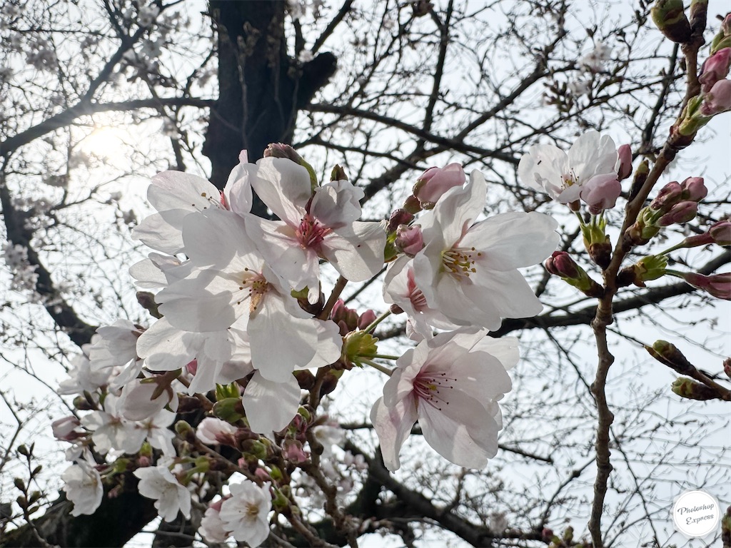 f:id:illust_and_meda0301:20260331074603j:image