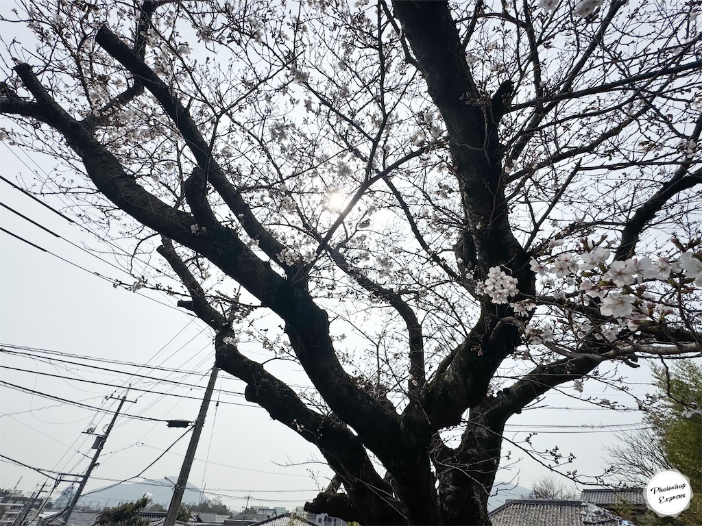 f:id:illust_and_meda0301:20260331074606j:image f:id:illust_and_meda0301:20260331074606j:image
