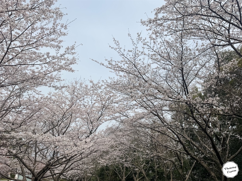 f:id:illust_and_meda0301:20260331075226j:image