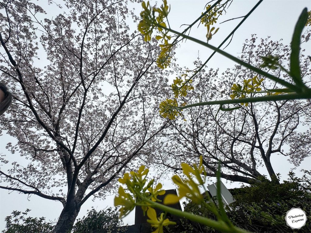 f:id:illust_and_meda0301:20260404132918j:image