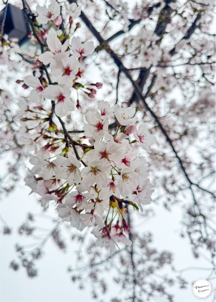 f:id:illust_and_meda0301:20260404132926j:image