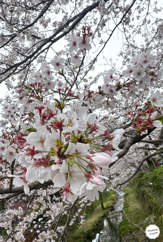 f:id:illust_and_meda0301:20260404132929j:image