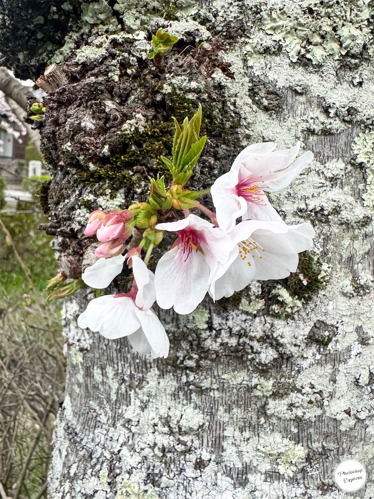 f:id:illust_and_meda0301:20260404132938j:image