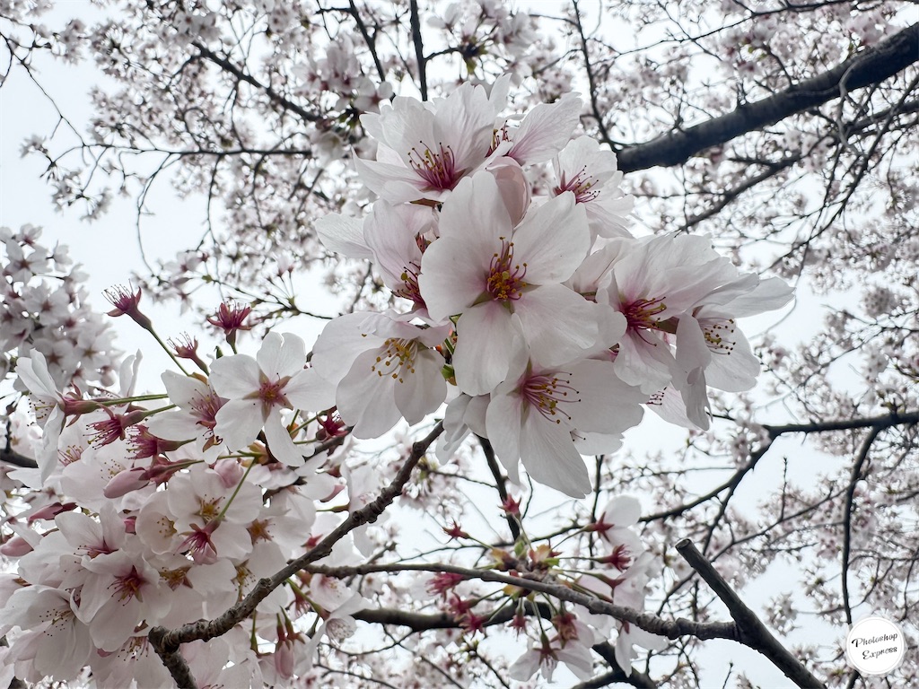 f:id:illust_and_meda0301:20260404132941j:image