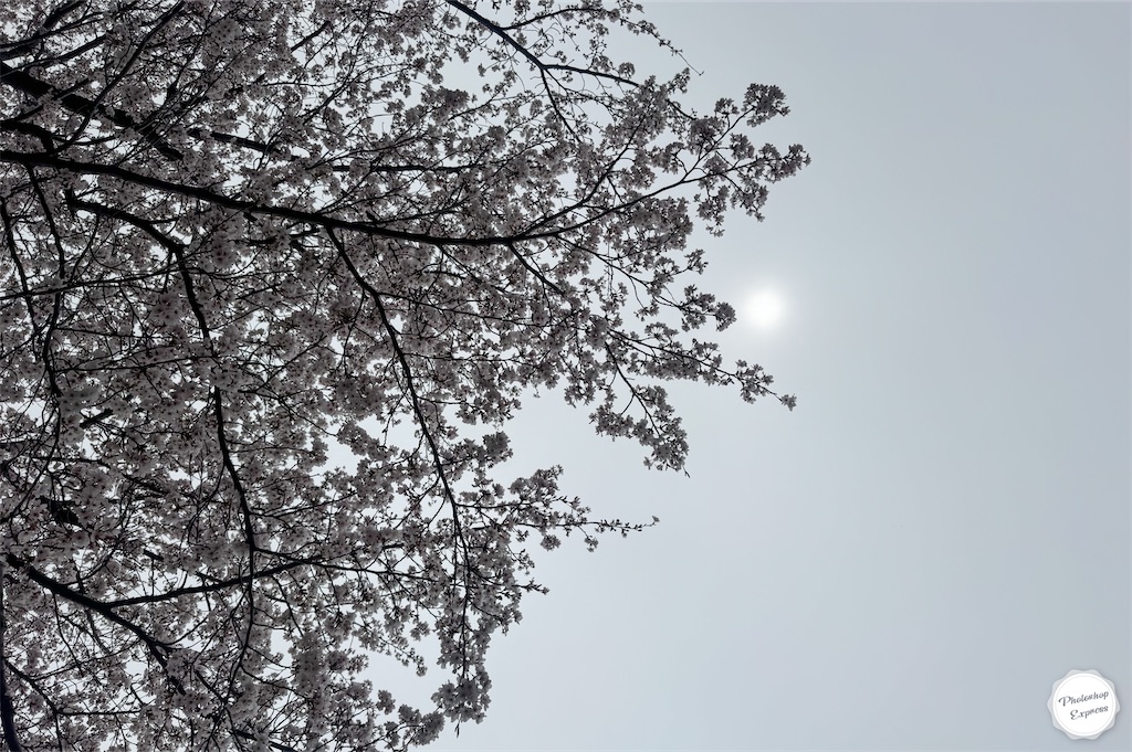 f:id:illust_and_meda0301:20260404132956j:image