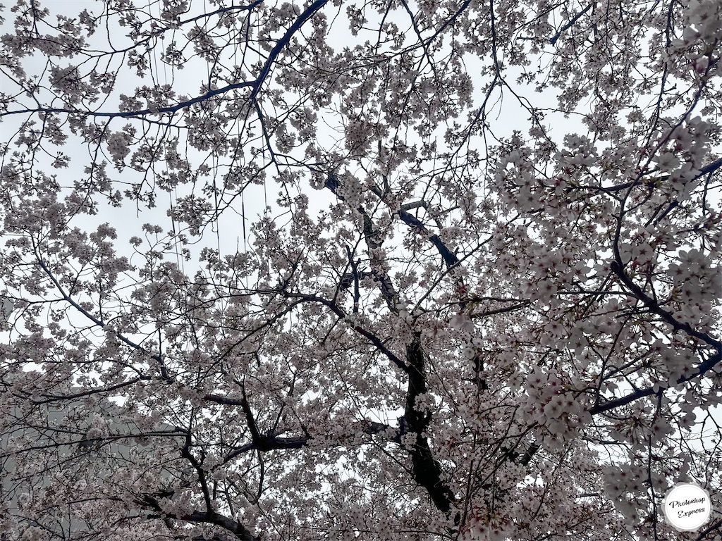 f:id:illust_and_meda0301:20260406082803j:image