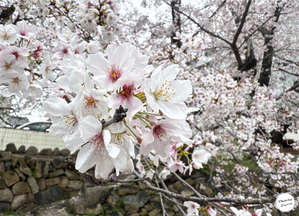 f:id:illust_and_meda0301:20260406082811j:image