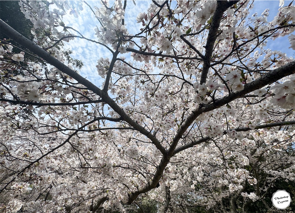 f:id:illust_and_meda0301:20260407150211j:image
