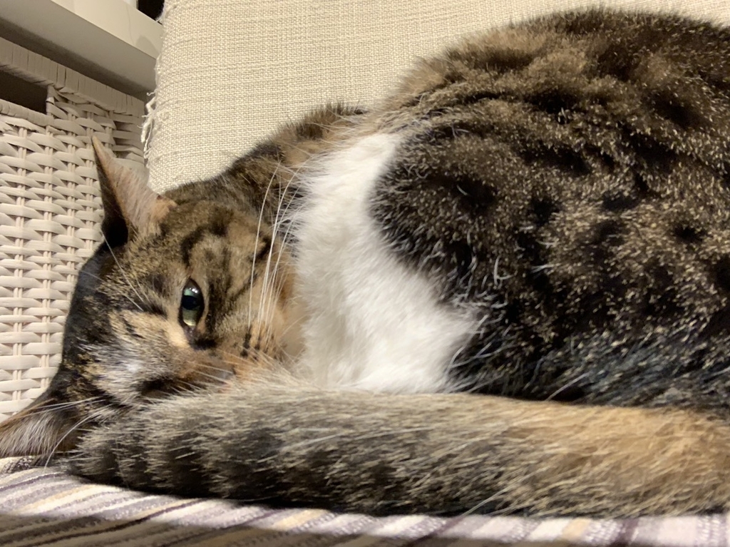 f:id:ilovemeziro:20181126181927j:plain f:id:ilovemeziro:20181126181927j:plain