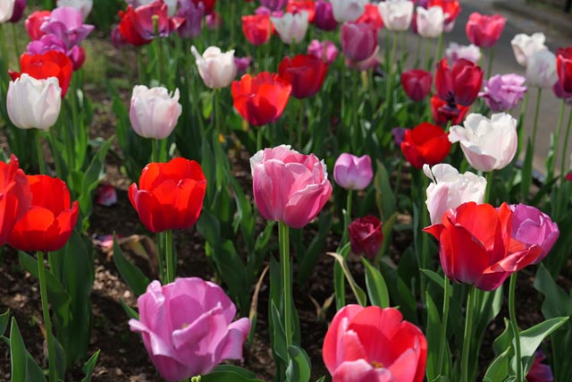 f:id:ilovephoto:20190421201208j:plain