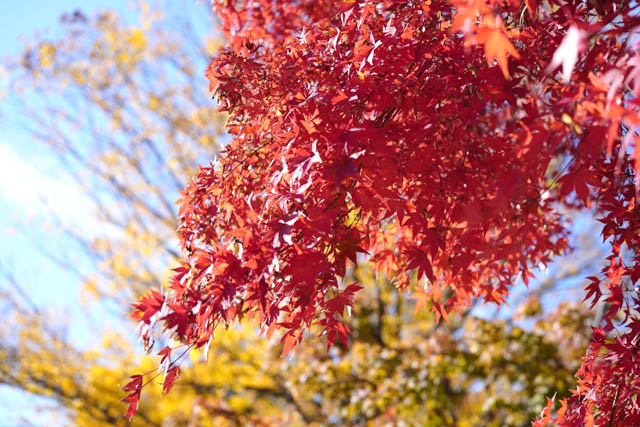 f:id:ilovephoto:20191130144853j:plain f:id:ilovephoto:20191130144853j:plain