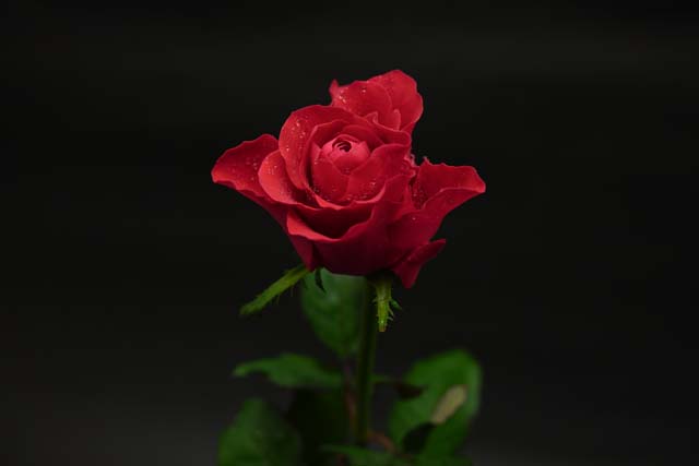 f:id:ilovephoto:20191205215507j:plain f:id:ilovephoto:20191205215507j:plain