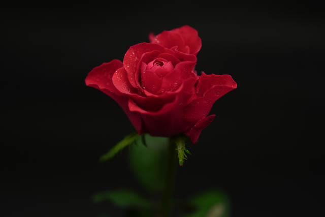 f:id:ilovephoto:20191205221457j:plain f:id:ilovephoto:20191205221457j:plain