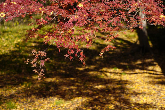 f:id:ilovephoto:20191212175633j:plain f:id:ilovephoto:20191212175633j:plain