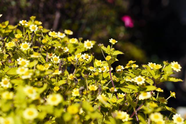 f:id:ilovephoto:20191212175704j:plain f:id:ilovephoto:20191212175704j:plain