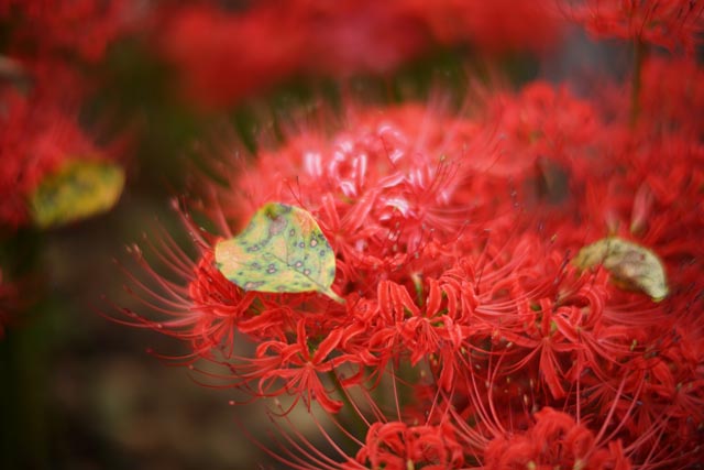f:id:ilovephoto:20201216131311j:plain