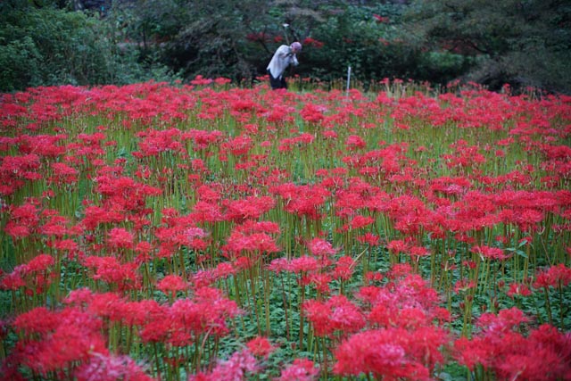 f:id:ilovephoto:20201216131410j:plain