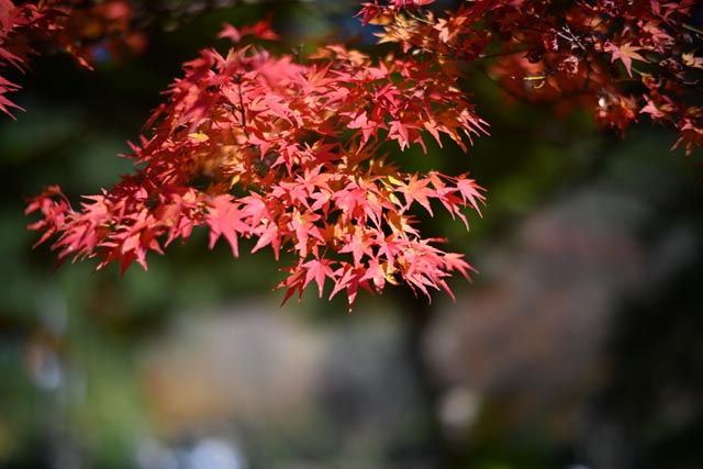 f:id:ilovephoto:20201219000359j:plain