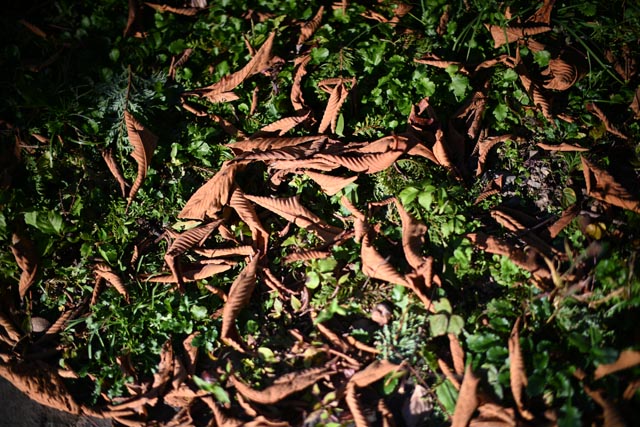 f:id:ilovephoto:20201219000631j:plain