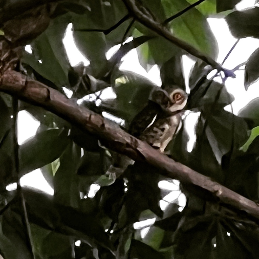 f:id:iloveroyalgems:20221230180827j:image f:id:iloveroyalgems:20221230180827j:image