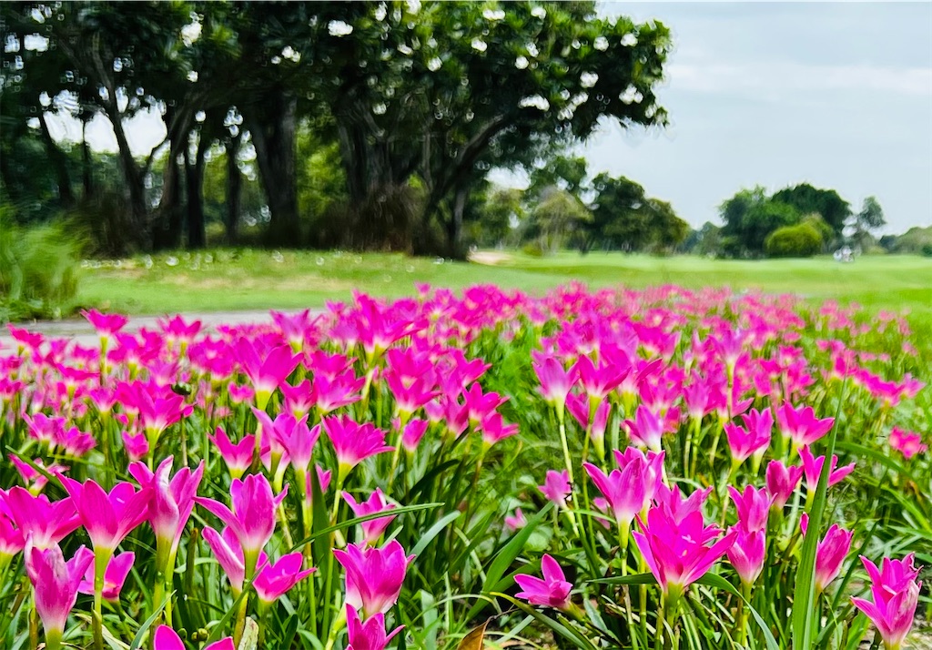 f:id:iloveroyalgems:20230826185033j:image