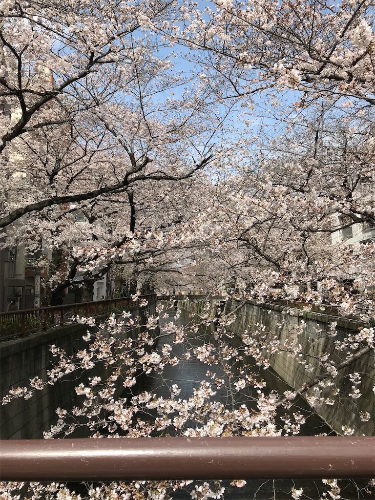 初心者向け 桜が風に舞っている って英語で 親子英語フレーズ ママは朝型ブロガー バイリンガル教育101 初心者向け 桜が風に舞っている って英語で 親子英語フレーズ ママは朝型ブロガー バイリンガル教育101