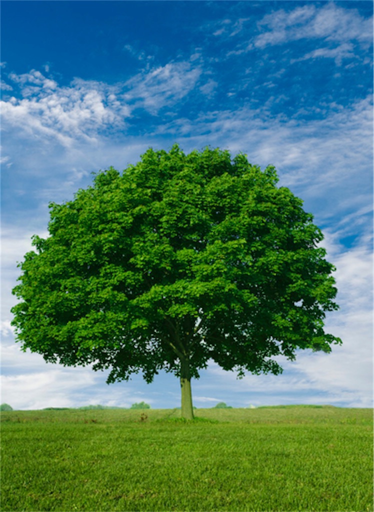 f:id:imEnglish:20210220001510j:image f:id:imEnglish:20210220001510j:image