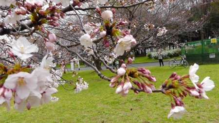 f:id:ima-2:20170405111034j:image f:id:ima-2:20170405111034j:image