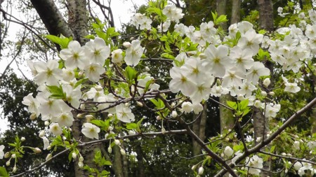 f:id:ima-2:20170405111936j:image f:id:ima-2:20170405111936j:image