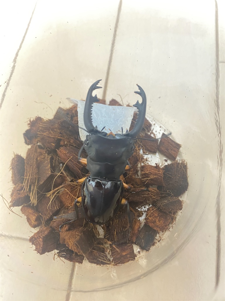 4月度フィリピン便 - カブトムシ道場