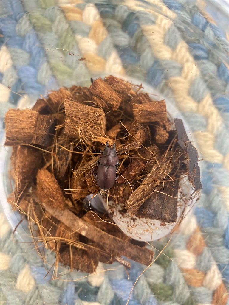 4月度フィリピン便 - カブトムシ道場