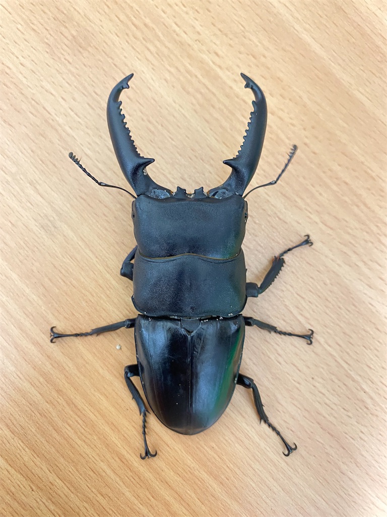 5月度フィリピン便 - カブトムシ道場