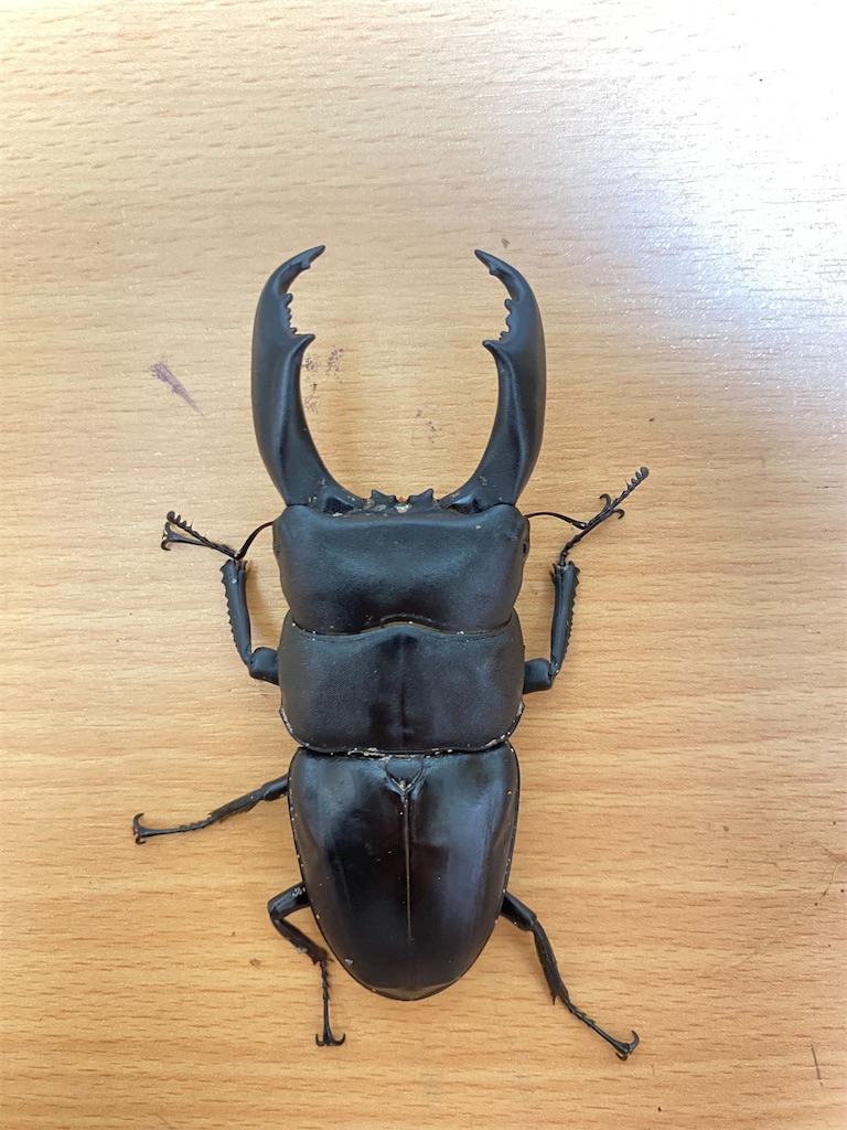 7月度フィリピン便と『リスク』について - カブトムシ道場