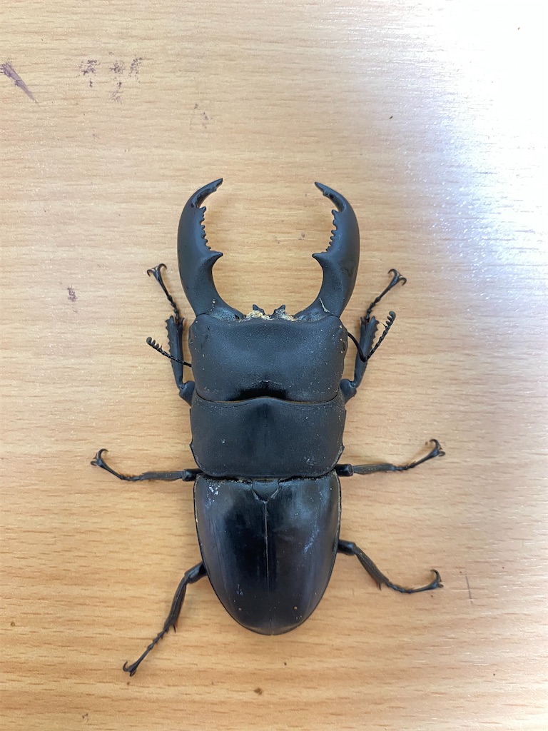 7月度フィリピン便と『リスク』について - カブトムシ道場