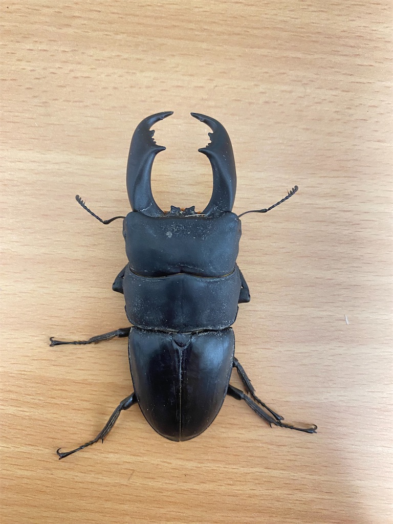 寂しいフィリピン9月便など - カブトムシ道場