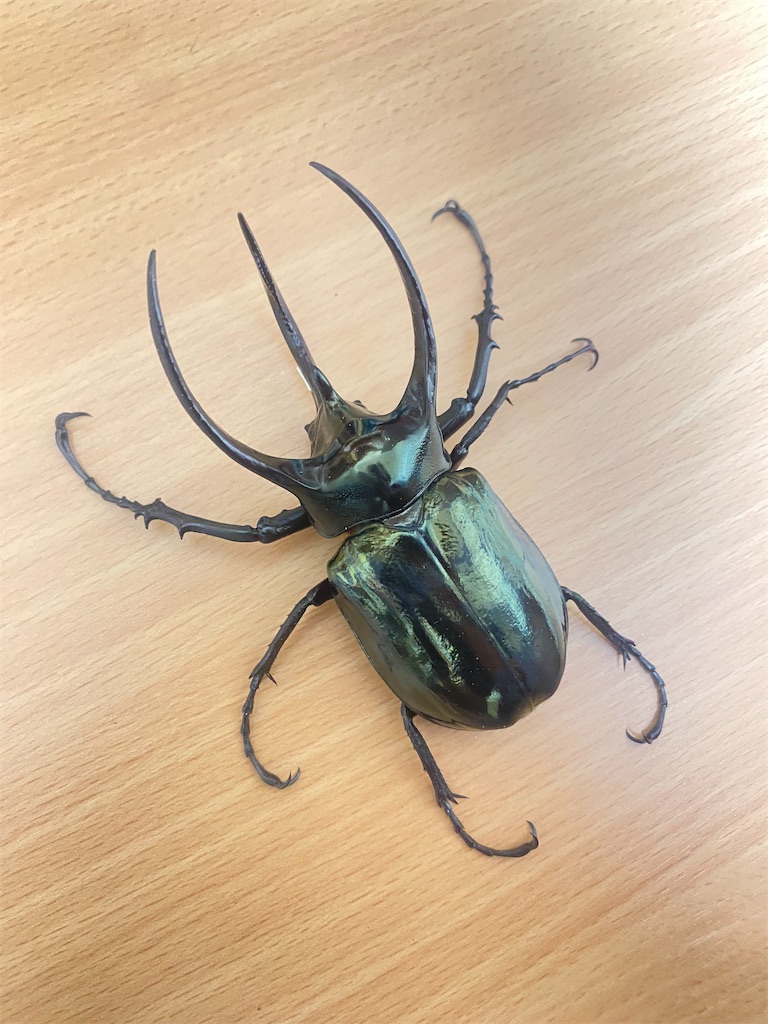 寂しいフィリピン9月便など - カブトムシ道場