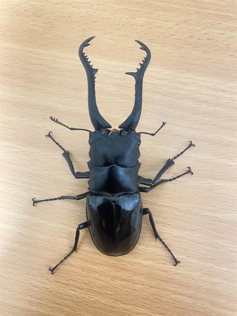 タイ便、フィリピン便　入荷！　ゴホンツノカブト、パラワンetc 寂しいフィリピン9月便など - カブトムシ道場