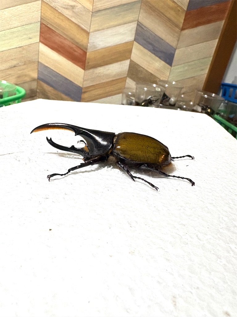 春だ！そうだ、SBへ行こう！！ - カブトムシ道場