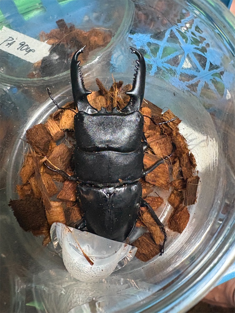 4月度フィリピン便 - カブトムシ道場